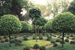 Wonderful Garden